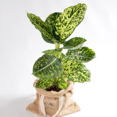 Urban Jungle – Plantas de Interior, Vasos & Decoração 95 Dieffenbachia Reflector
