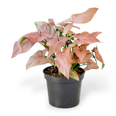 Urban Jungle – Plantas de Interior, Vasos & Decoração 83 Syngonium rosa neon pink - Singónio